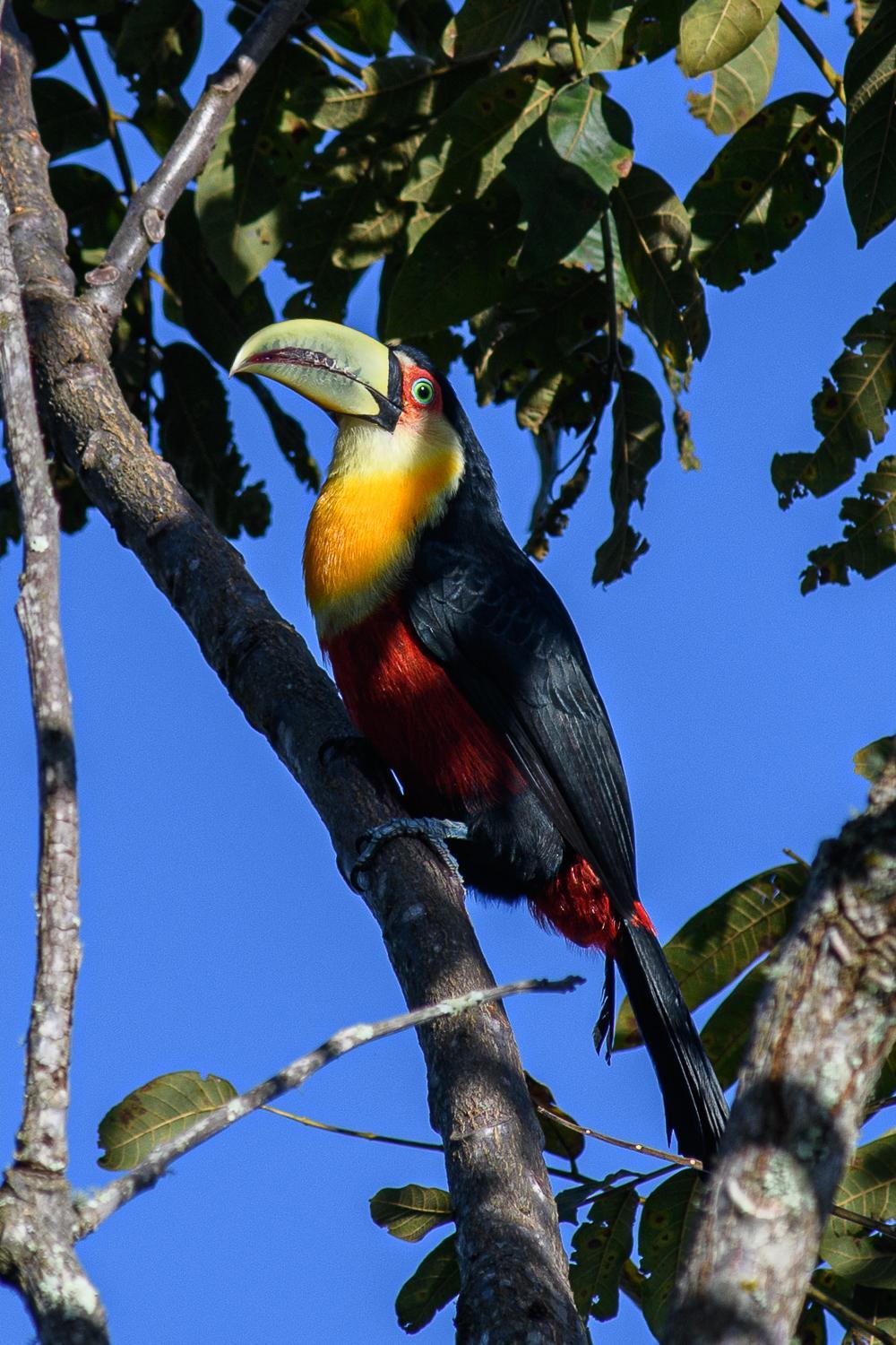 Quinta Dos Pinhais Pouso E Charme ซานโต อังตัวนิโอ โด ปิงญัล ภายนอก รูปภาพ